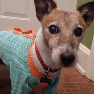 Meet your Posher, Annie